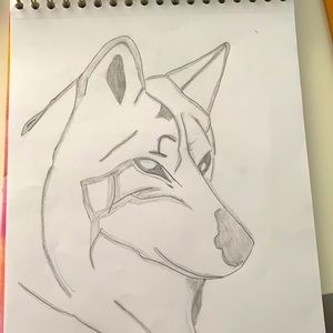 Picture of a wolf Sketched by an 11-year-old